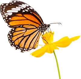 一张帝王蝶的照片
