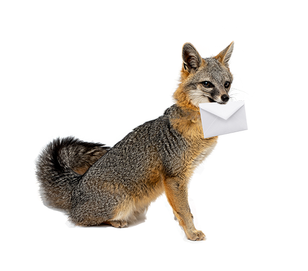 Fox with envelope in its mouth